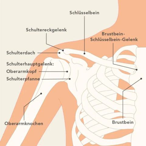 Skelettstruktur Schulter