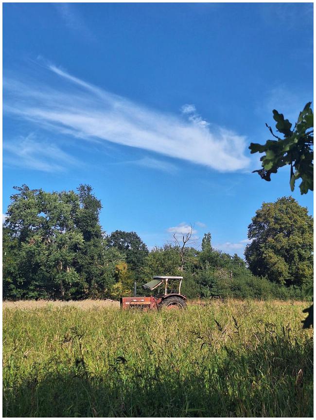 Trecker in Wiese mit hohem Gras